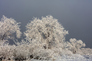 Landscape, trees, snow, kar, travel, forest, road, river, stream.