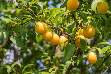 Cherry plum fruits ripening on a branch under sunlight in a lush garden during the summer season