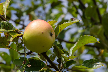 Apple tree laden with ripe fruit in a garden on a sunny day surrounded by green leaves and blue sky