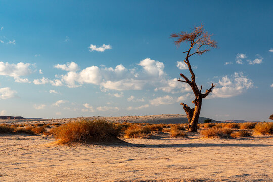 Lonely desert tree in Saudi Arabia stands among dried bushes under wide blue sky at sunset