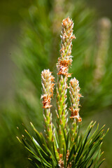 A young branch of a pine tree