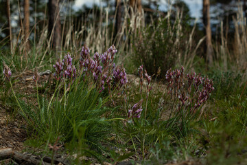 purple flowers in the grass