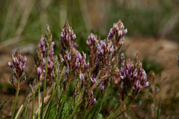 purple flowers in the field