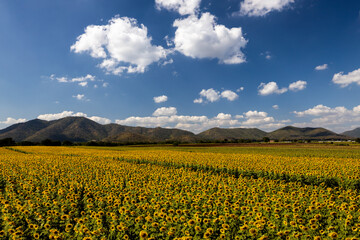 The landscape of sunflower farms is in full bloom.