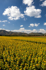 The landscape of sunflower farms is in full bloom.