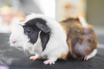 Guinea pig on a black background, close-up, selective focus
