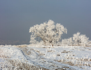snow covered trees in winter
