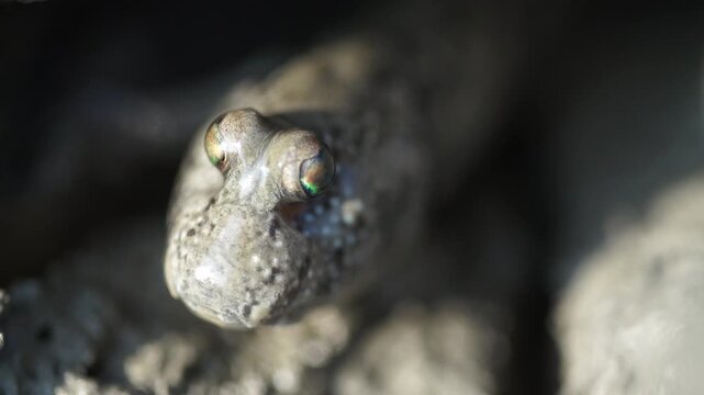 Extreme close up of a barred mudskipper peaking out from its mud hole on a mudflat in South Korea