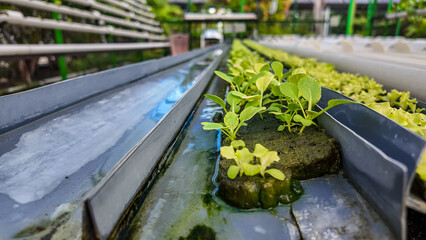 Fresh Green Lettuce Seedlings in Hydroponic System