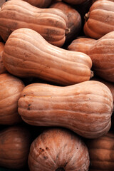 Pumpkins Fresh Harvest of Organic Butternut Squash in a Pile