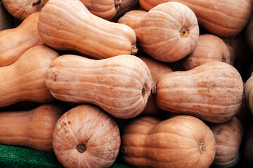 Pumpkins Fresh Harvest of Organic Butternut Squash in a Pile