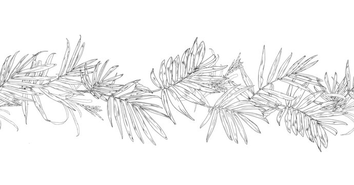 Palm leaves on a seamless horizontal border, black and white sketch. Vector illustration. Tropical tree leaves isolated on a white background. Green lush wildlife plants and fresh jungle foliage.