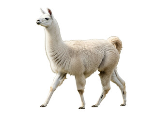 Fototapeta premium Elegant Cream-colored Fluffy Llama Animal Standing in Profile, a Beautiful Full-Body Mammal Portrait, isolated on transparent background for Cut-Out Designs.