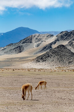Grazing llamas in arid Andean landscape Argentina near mountains