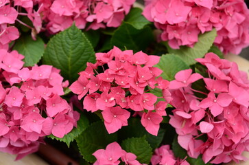 【京都】柳谷観音の境内に咲く紫陽花