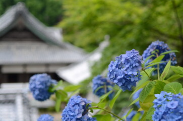 【京都】柳谷観音の境内に咲く紫陽花