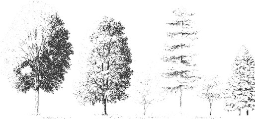 Ensemble of five different tree in monochrome highlighting unique crown shapes and branching patterns offering a visual comparison of arboreal diversity