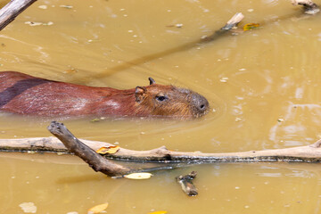 A cute brown wild mammal with wet fur is swimming through the green water of a peaceful nature pond © wannasak