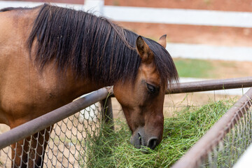 A beautiful chestnut stallion with a flowing mane stands by a rural farm fence in a grassy field, showcasing a close-up portrait of a majestic brown equine animal in nature