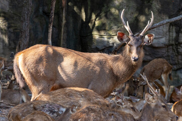 Obraz premium A majestic red deer stag with impressive antlers stands amidst the wild fauna of a natural forest, showcasing the beauty of a brown mammal in its native woodland habitat