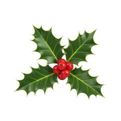 Holly leaves with berries isolated on transparent background