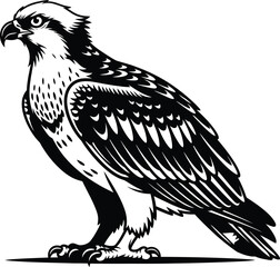 Fototapeta premium Eagle Bird Illustration Vector