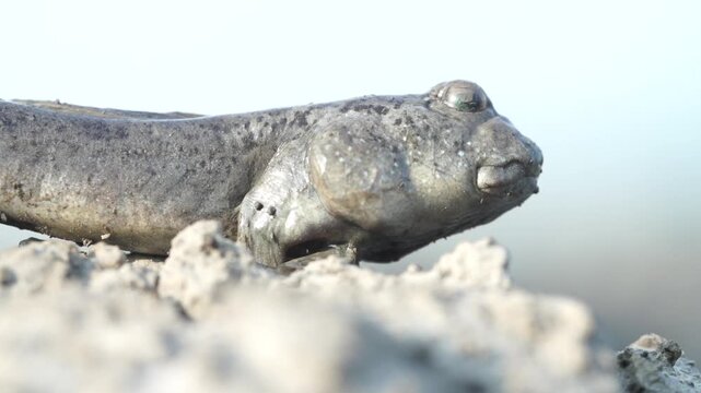 close up of a barred mudskipper peaking out from its mud hole on a mudflat in South Korea
