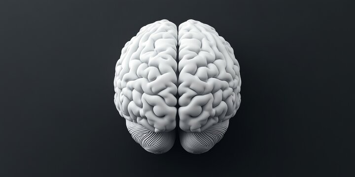 3D Rendered Brain Model