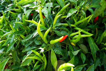 Fresh organic red and green chilis. Chilli tree