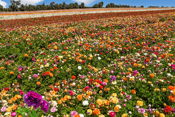 Blooming buttercups. Israel. © Kushnirov Avraham