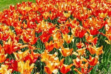 Orange decorative tulips © Kushnirov Avraham