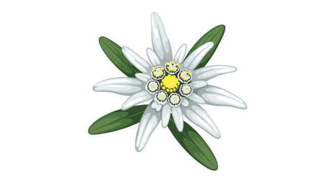 Beautiful and detailed color illustration of an edelweiss flower with green leaves, the famous alpine mountain plant, on a white background.