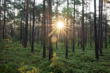 Sunrise with sunbeams in Franconian forest Bavaria Germany hope concept