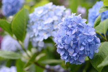 【京都】柳谷観音の境内に咲く紫陽花
