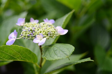 【京都】柳谷観音の境内に咲く紫陽花