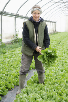 Farmer harvesting organic endive in greenhouse in Upper Bavaria