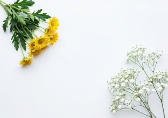 Two types of flowers, yellow daisies and babys breath, arranged on a white background