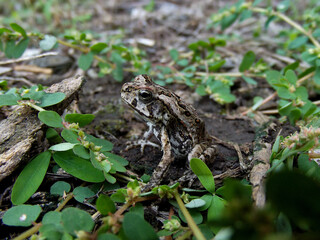 Obraz premium Young cane toad Rhinella marina, Port Douglas, Queensland, Australia