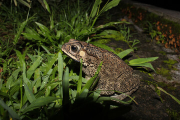 Fototapeta premium Asian black toad, Duttaphrynus melanosticus, Sri Lanka