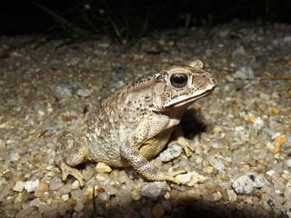 Fototapeta premium Asian common toad Duttaphrynus melanosticus, Malaysia