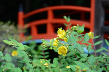 【京都】柳谷観音の境内に咲くヤマブキ
