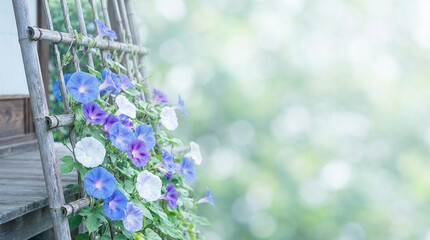 竹垣に絡まる朝顔と夏の朝の涼やかな光