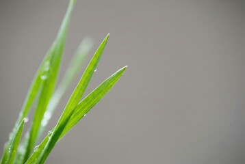 Close-up of Fresh Green Grass Blades with Water Droplets