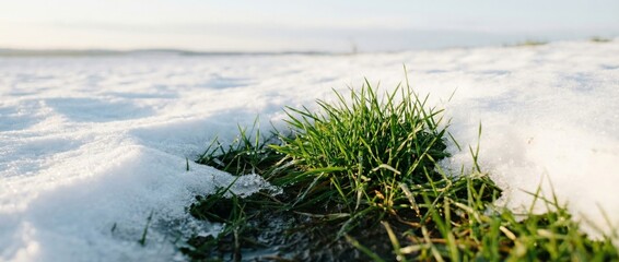 Green Grass Growing Through Winter Snow