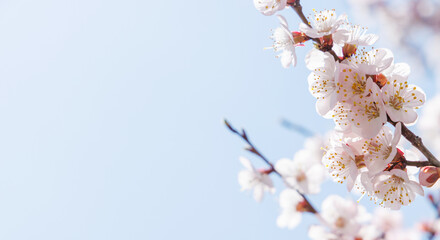 Blooming cherry blossom tree in spring, with delicate pink flowers