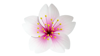 Close-up of a single cherry blossom with pink and white petals and yellow stamens