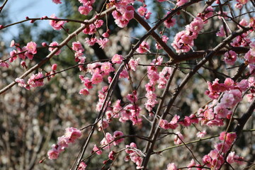 梅（世田谷 羽根木公園にて）。