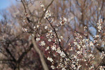 梅（世田谷 羽根木公園にて）。