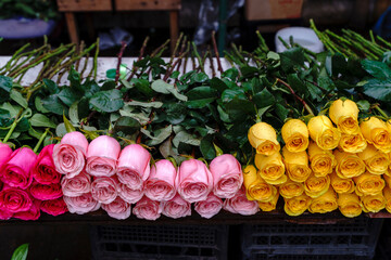 Roses Bundle of Fresh Red and White Flowers with Dew Drops