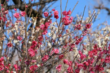 梅（世田谷 羽根木公園にて）。紅い飛梅。菅原道真が太宰府へ左遷される際、道真を慕って京都の邸宅から大宰府まで一夜のうちに飛んで来たという伝説の梅。大宰府天満宮より羽根木公園に寄贈された。